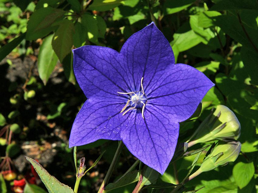FLEUR