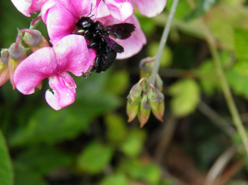 abeille charpentire