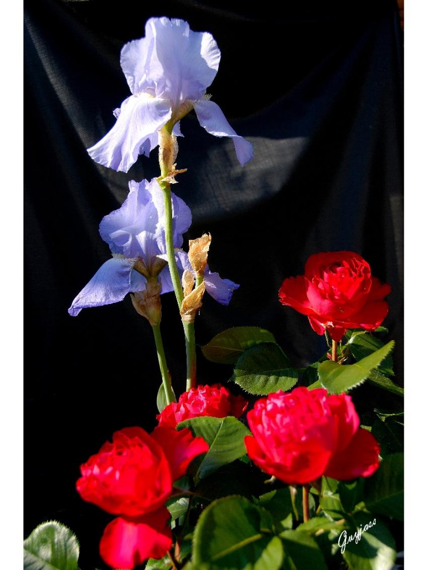 ROSES ET IRIS