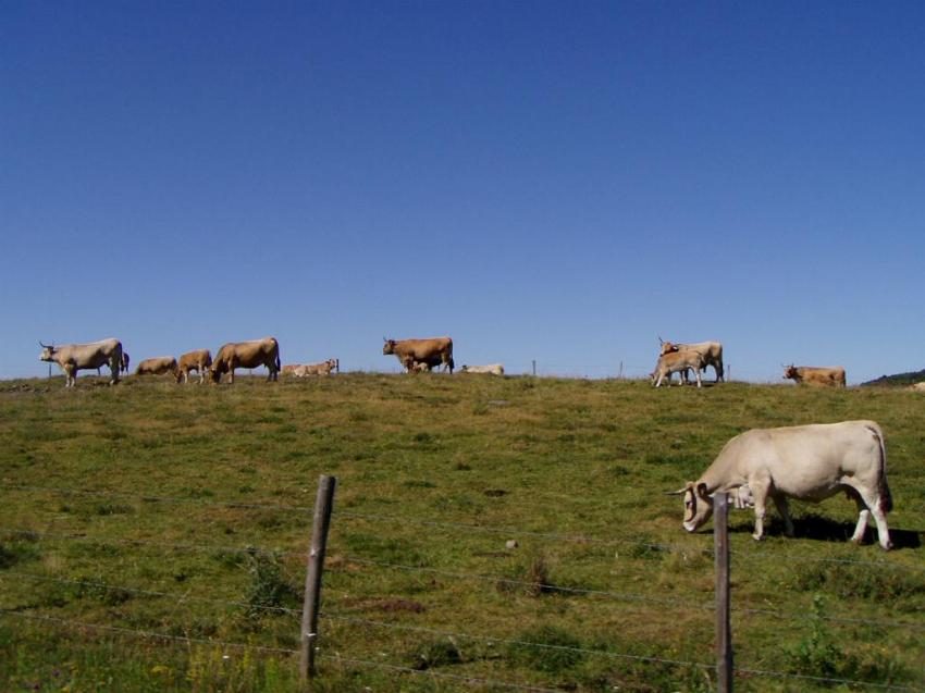 vaches vers aubrac