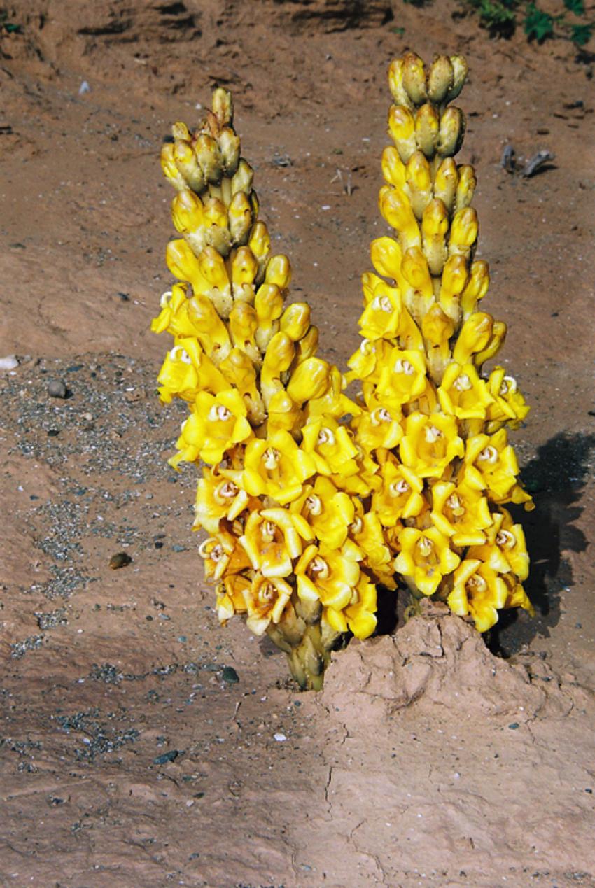 Fleurs du Dsert