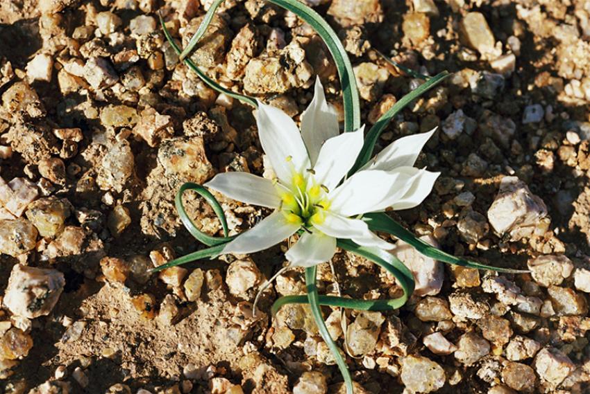 Fleurs du Dsert
