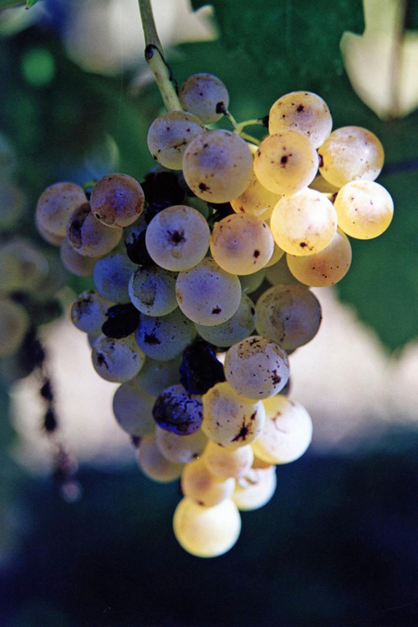La Vigne ( Entre-deux-Mers )