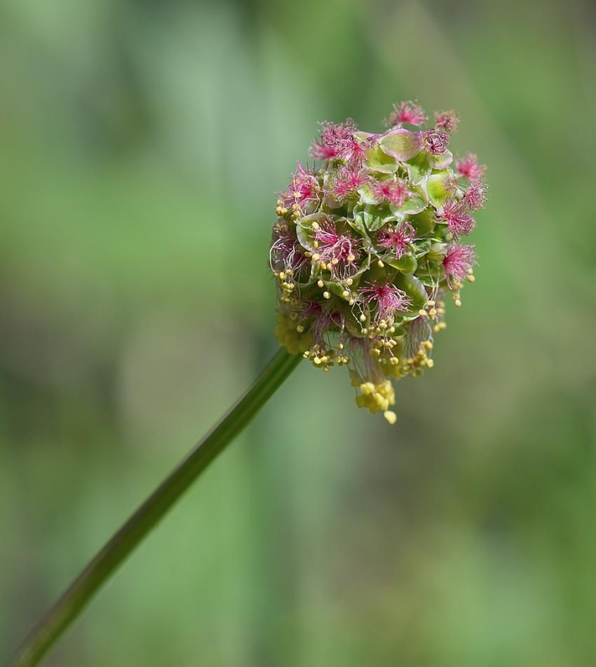 Pimprenelle sanguisorbe