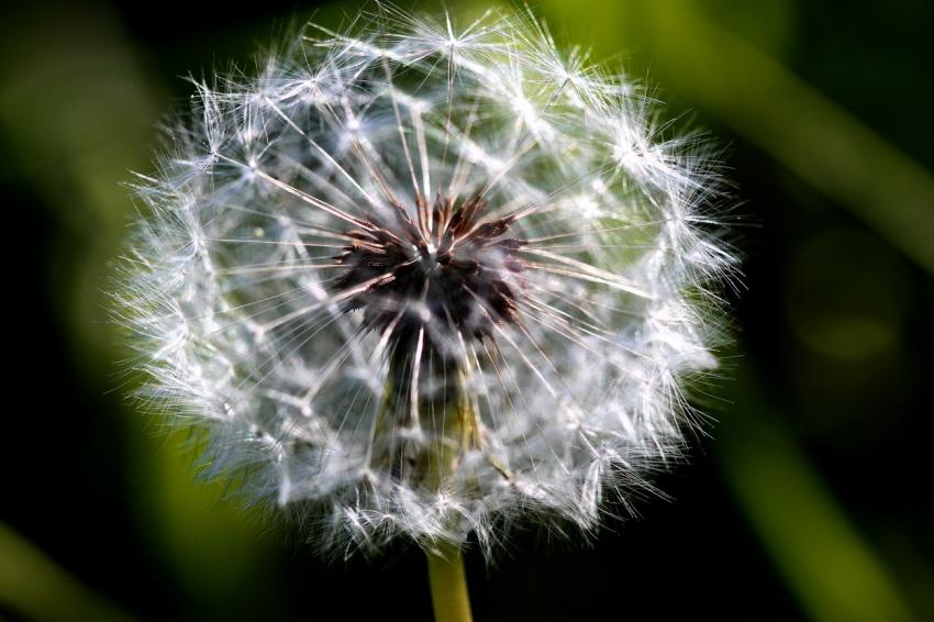 Boule duveteuse de pissenlit (4)