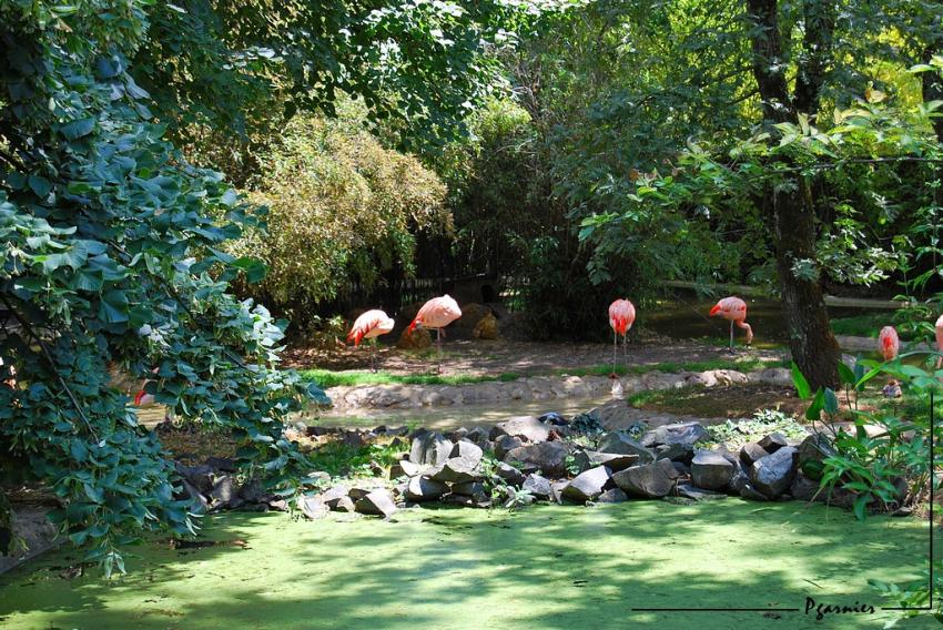 Les flamants  rose