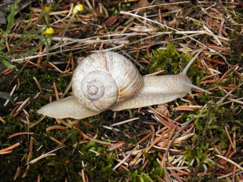 escargot