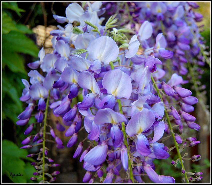 Une fleure de printemps.