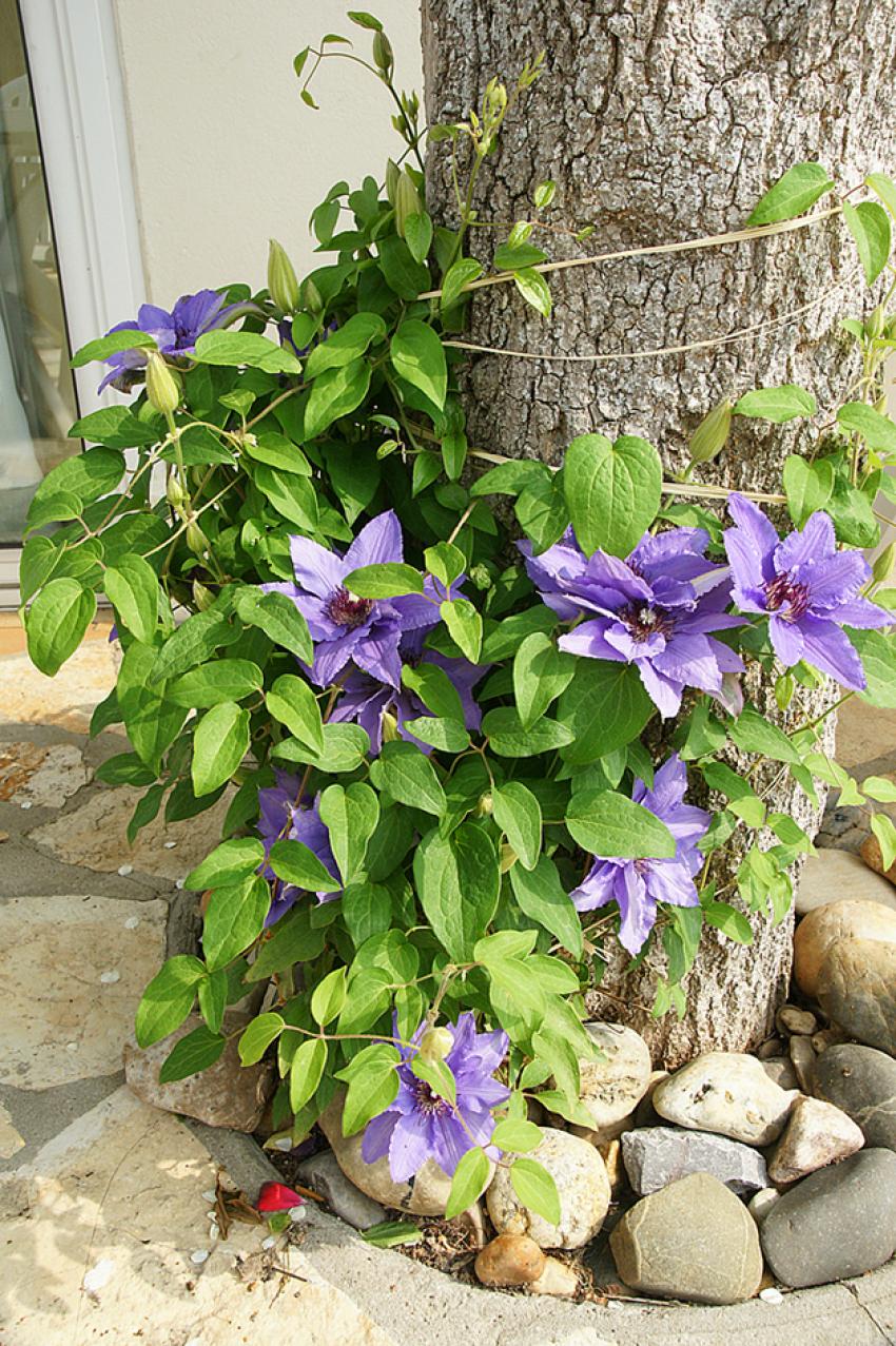Le jardin de ma Mre