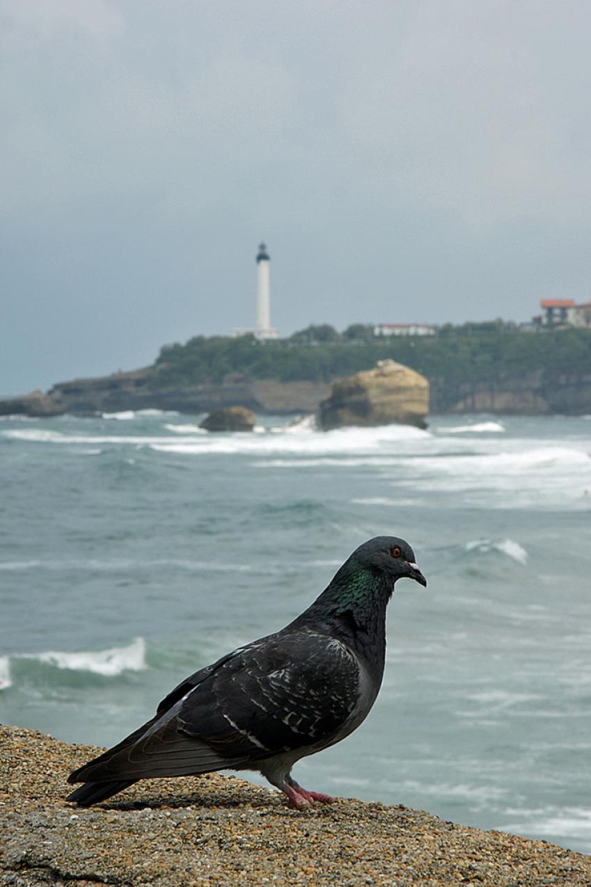Pays Basque