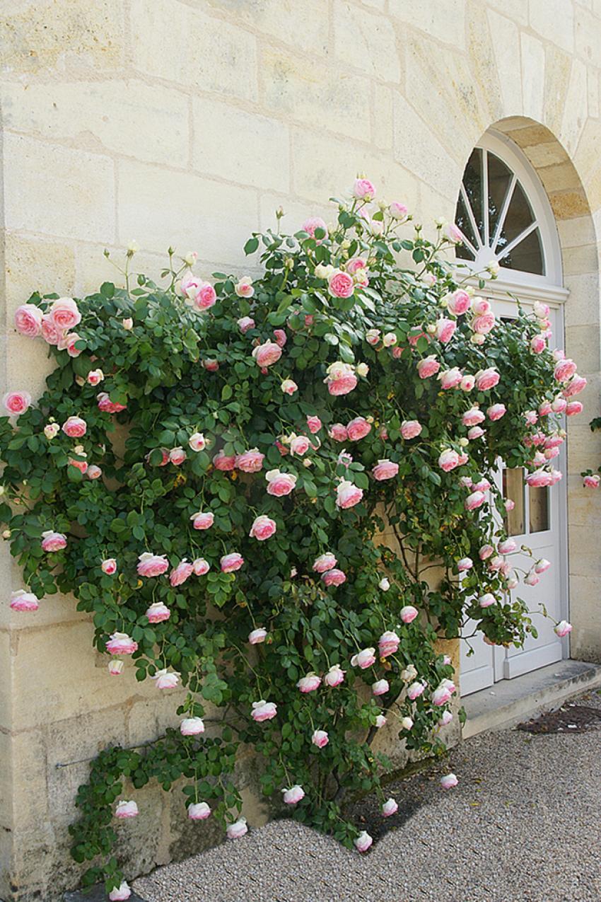 Saint Emilion
