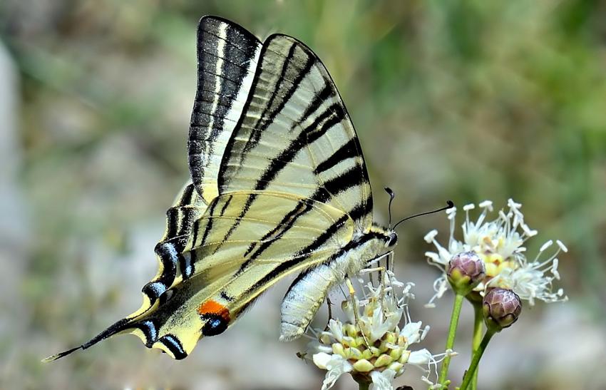 Le Flamb (souvent confondu avec le Machaon)