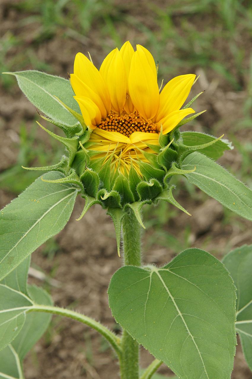 Les Tournesols