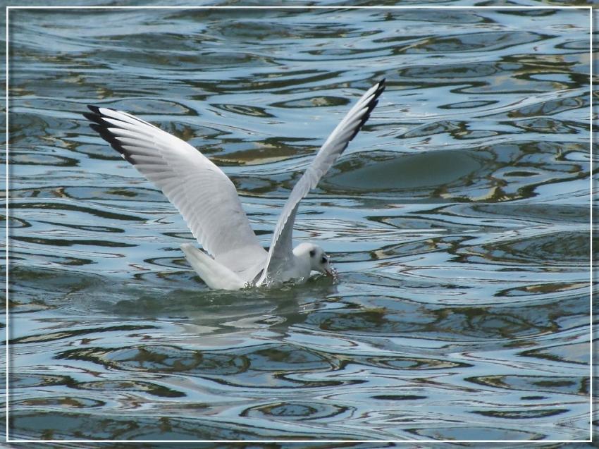 Mouette 28810 2