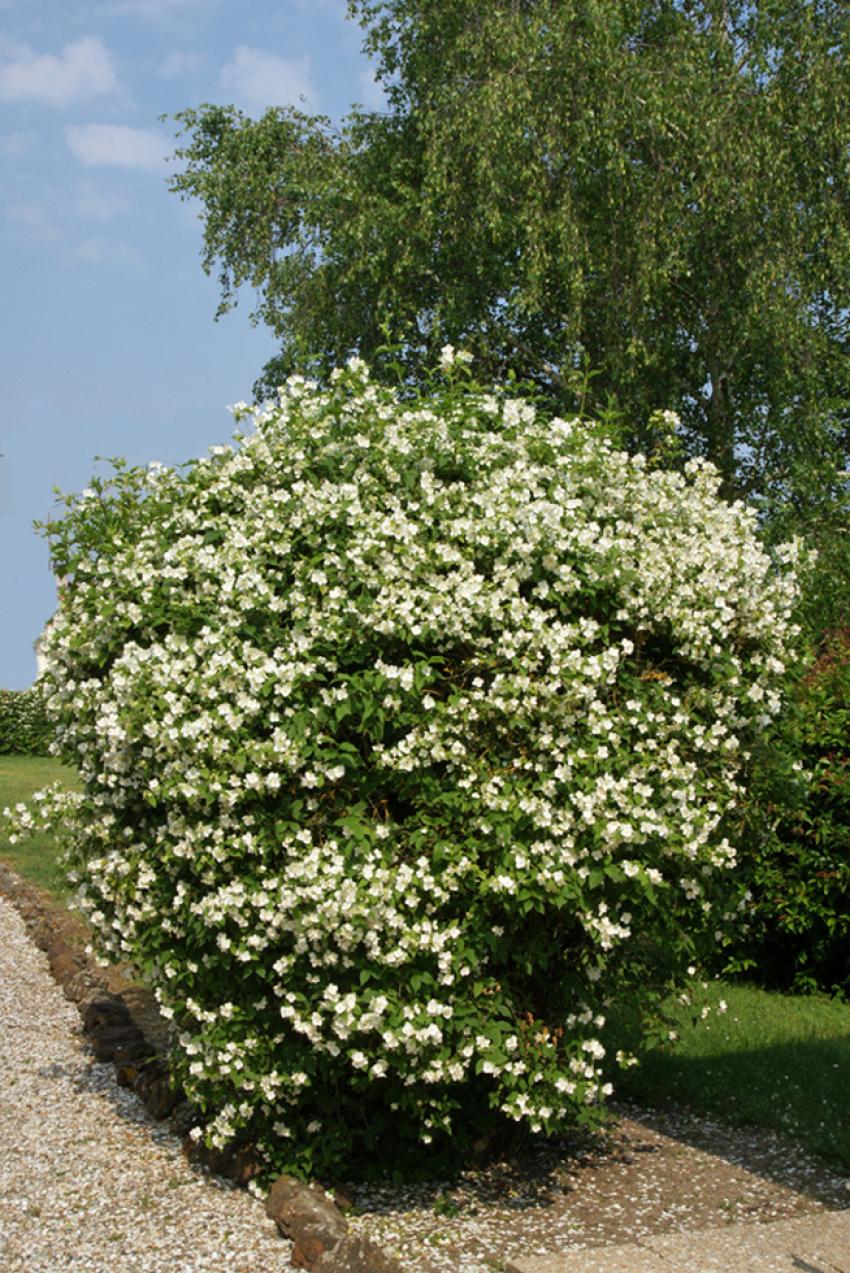 Le jardin de ma Mre