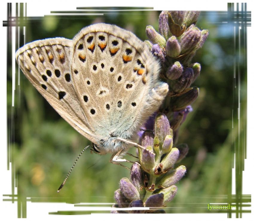 Lyssandra bellargus