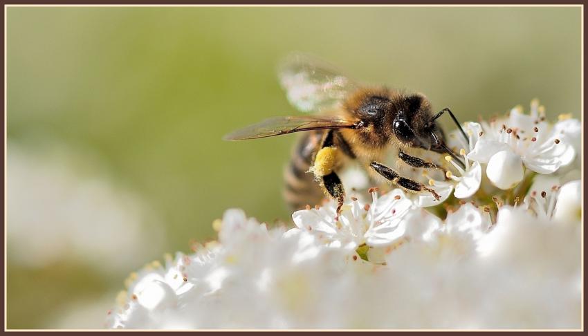 Butineuse sur fleurs blanches