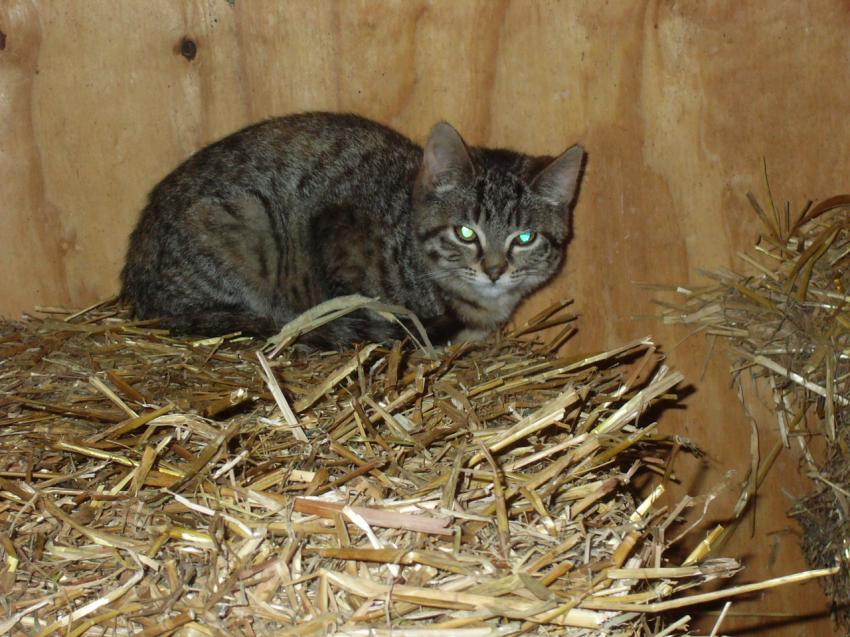 raton le chat