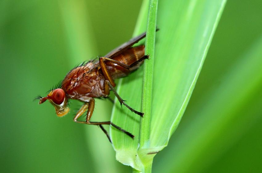 Psile du fumier ? Ou sciomizid ?