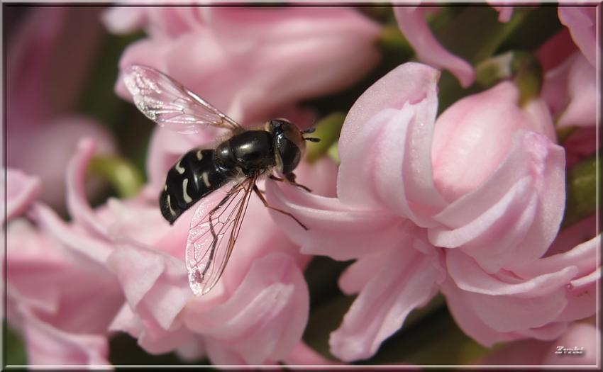 Insecte 23311