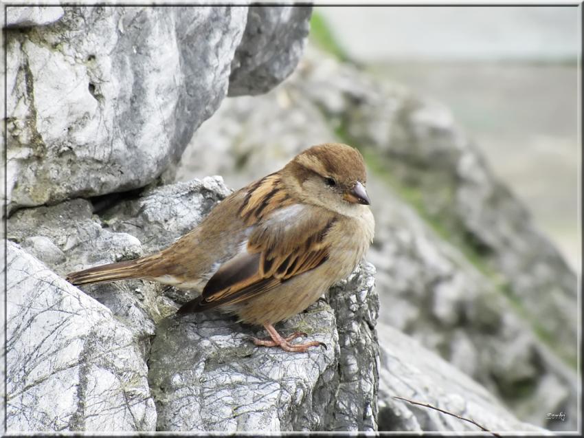 Moineau 26311