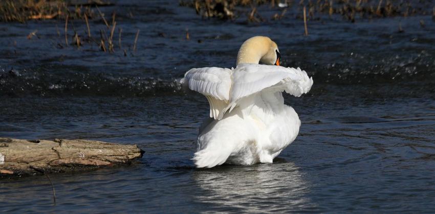 Bien se scher sous les ailes (2)