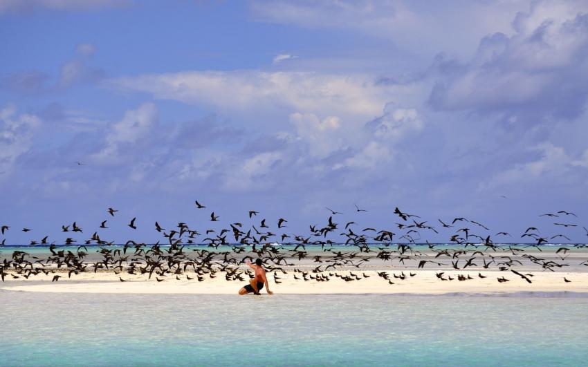 L'le aux oiseaux