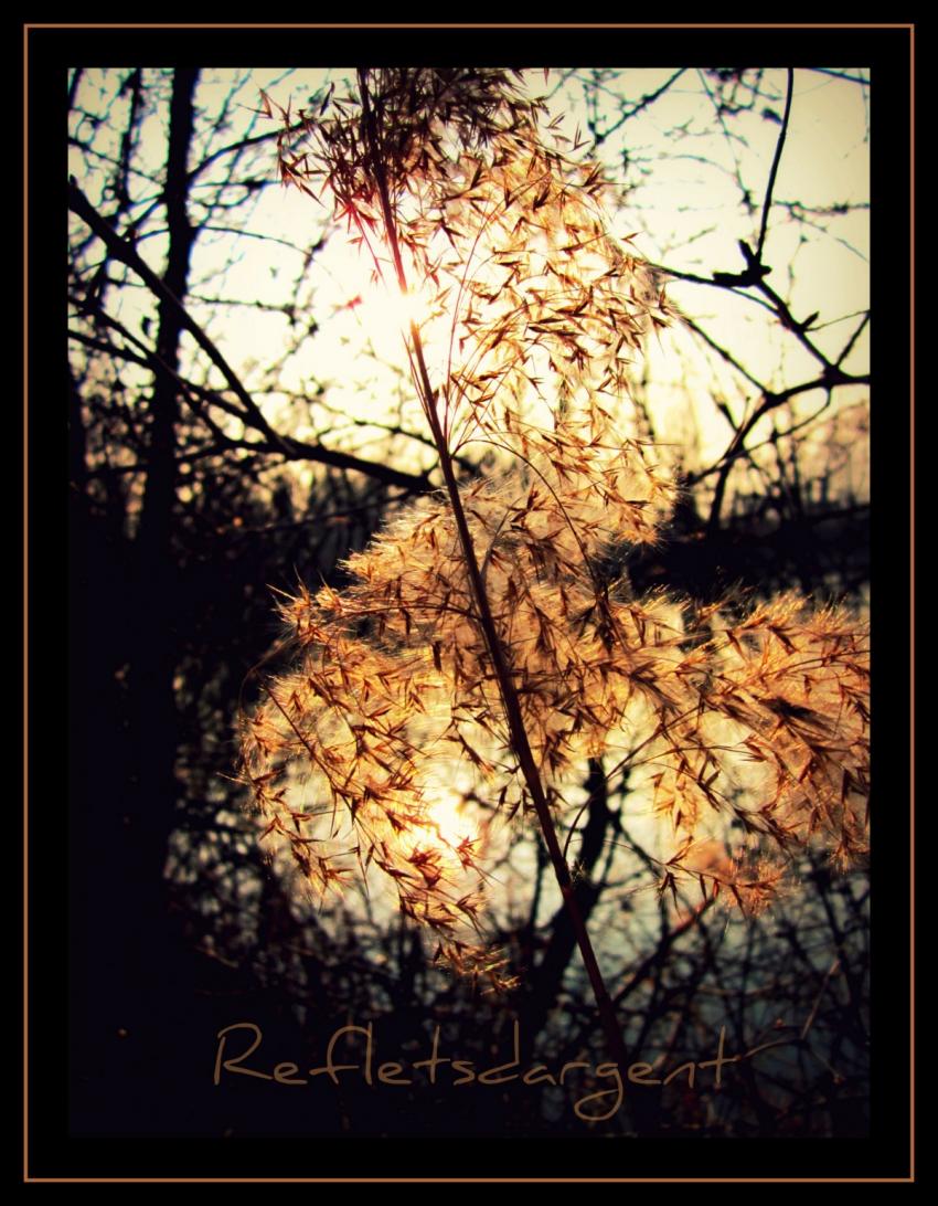 froufrous d'herbe