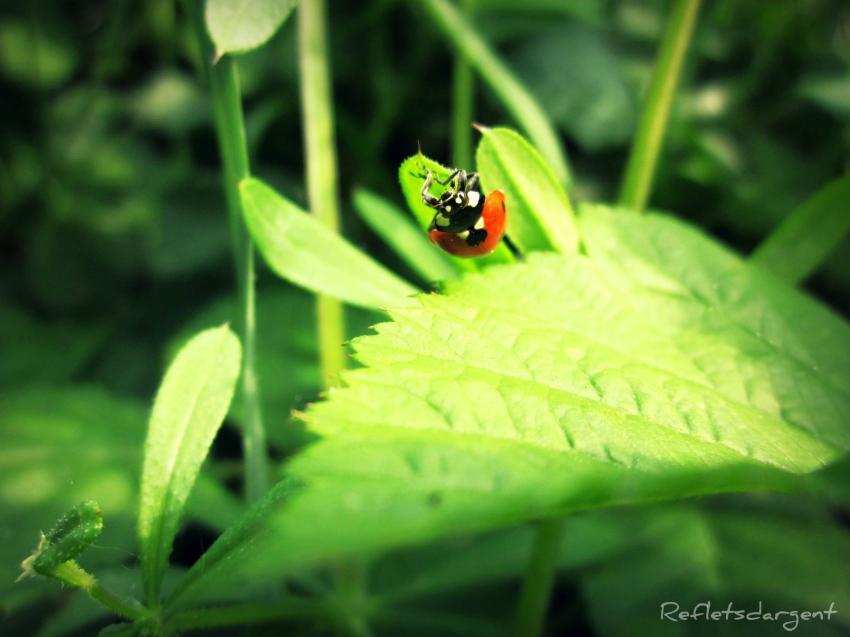 demoiselle des champs