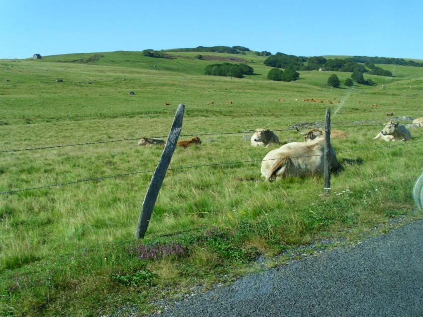 vache vers nasbinals