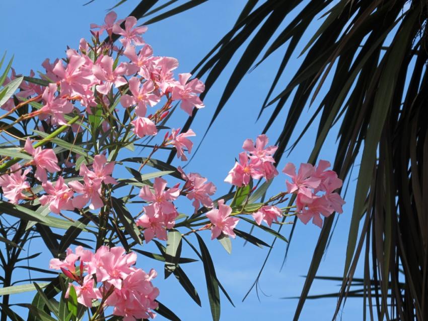 Offrande des lauriers roses au ciel bleu