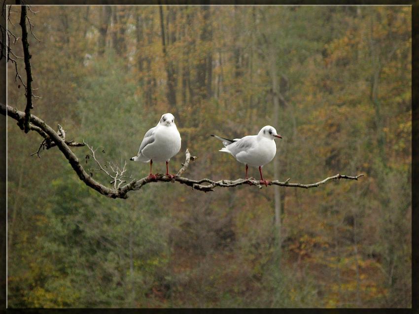 Mouettes