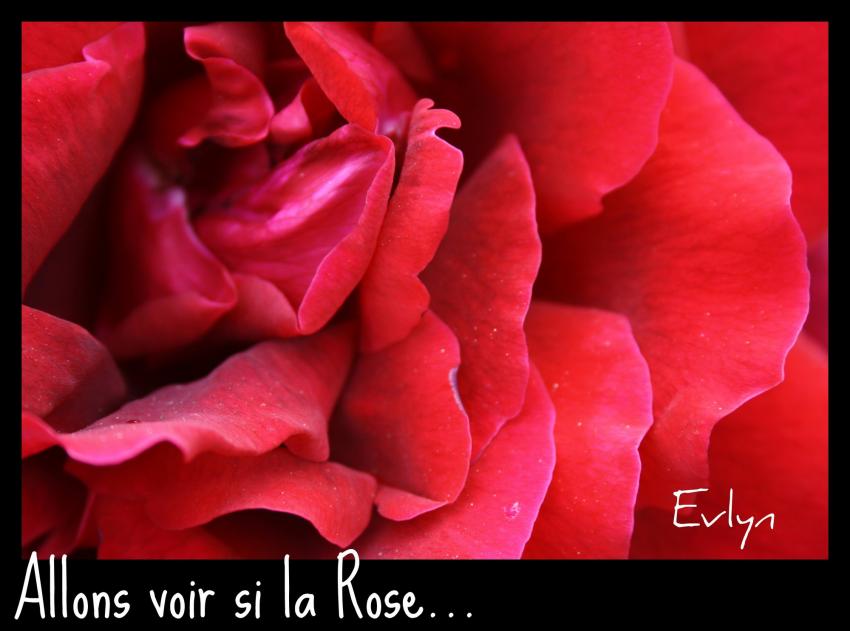 Allons voir si la Rose...........