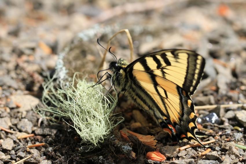 Papillon tigr