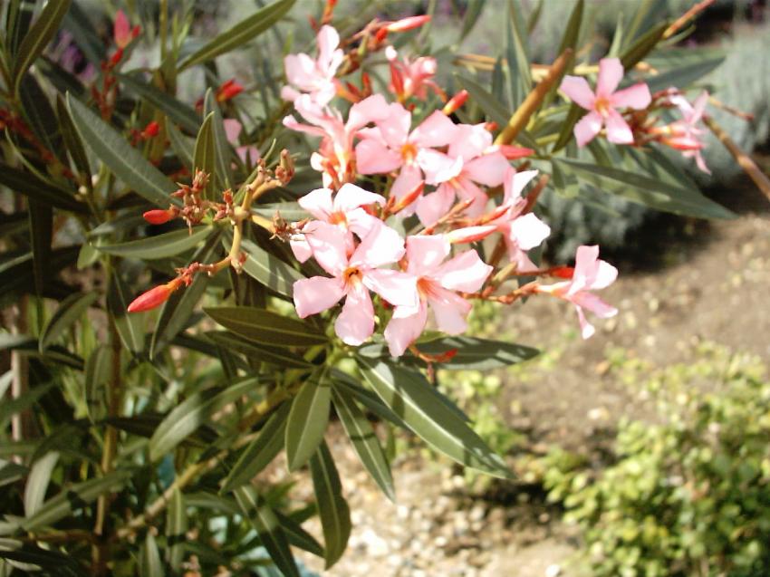 fleurs