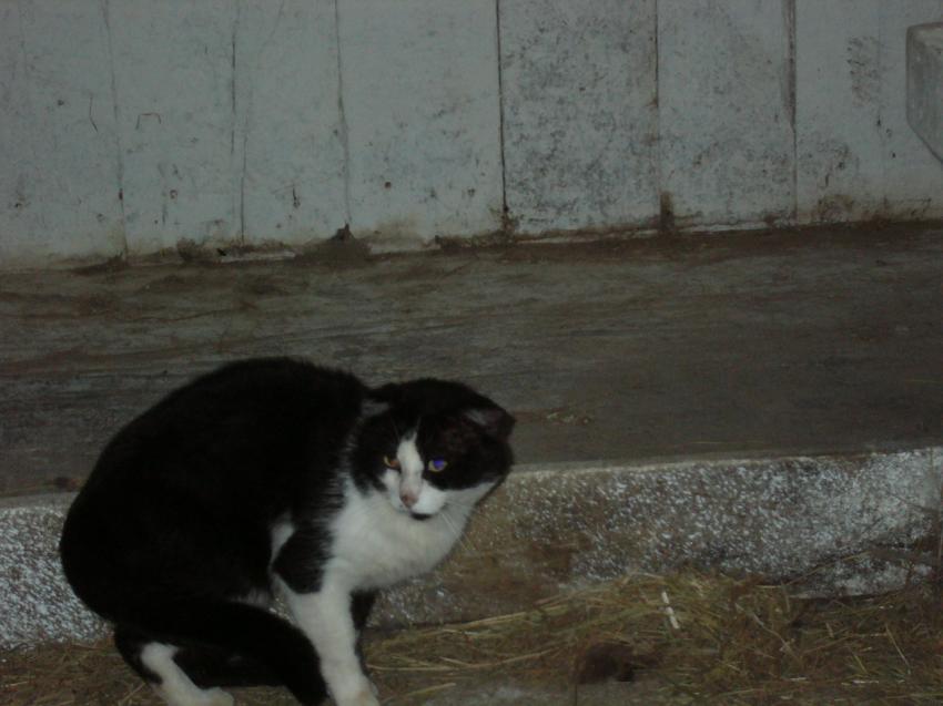 chat