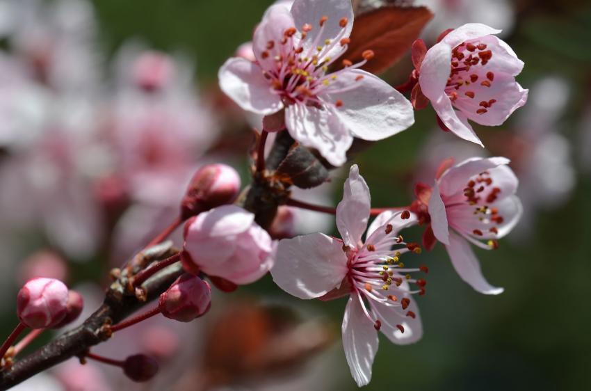 Au printemps