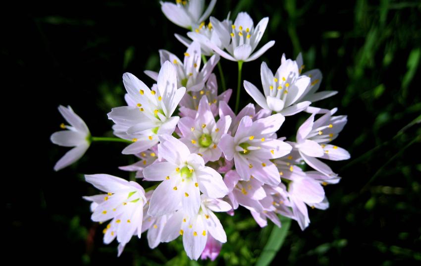 fleurs champtres