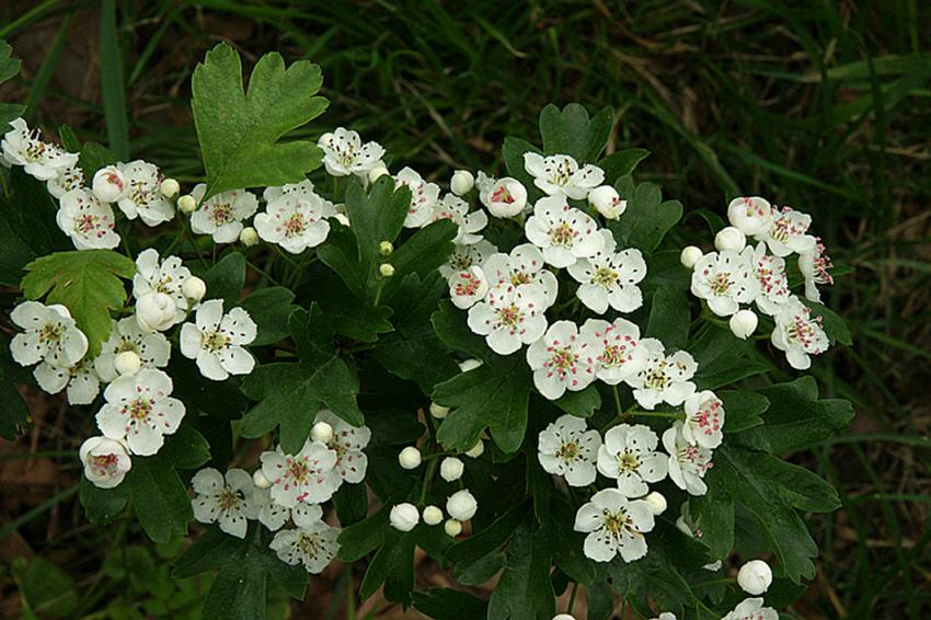 Le Printemps