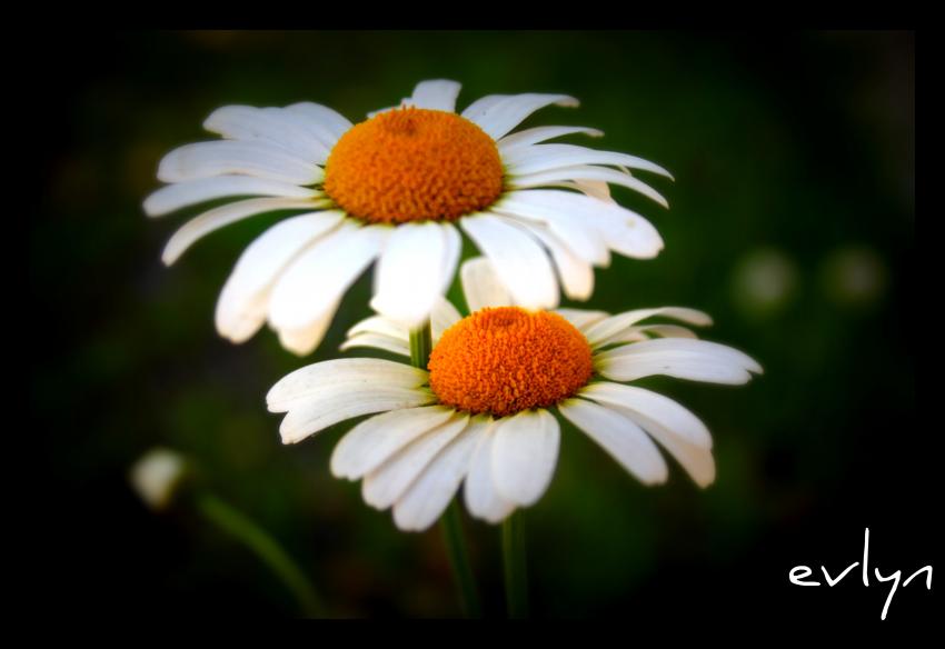 Marguerite