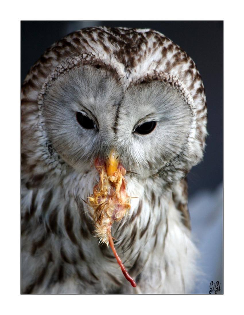 J'ai faim .....