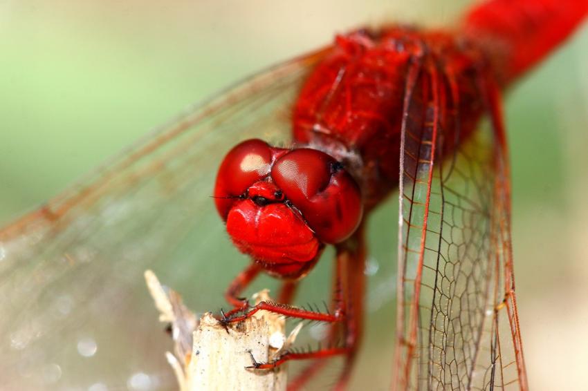 Crocothemis erythraea