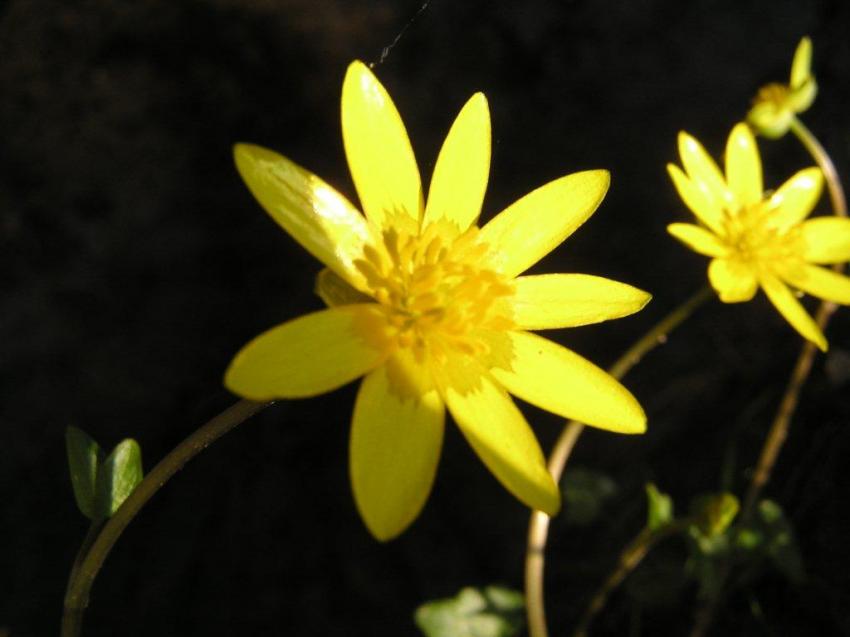 Arriv du printemps