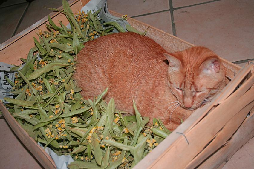 Tilleul et chat