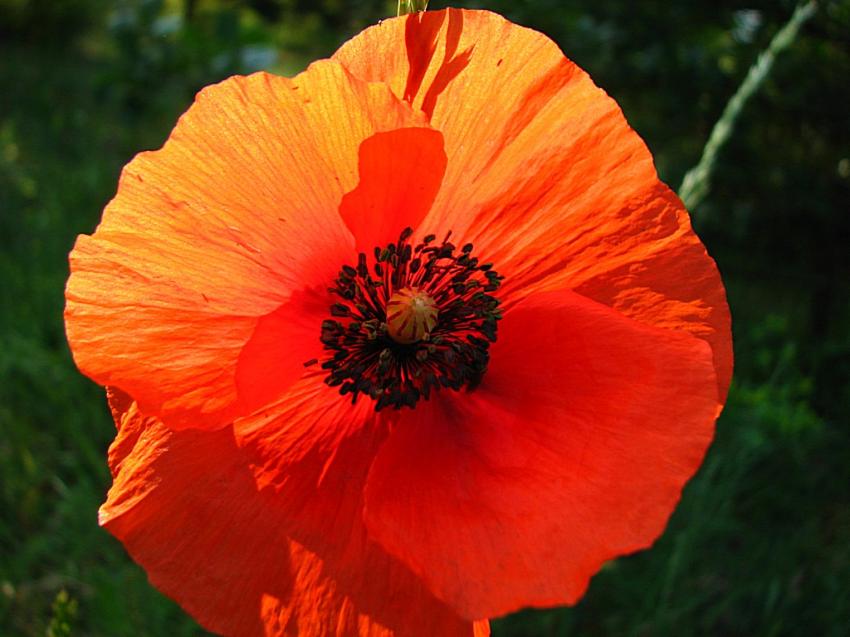 un coquelicot 