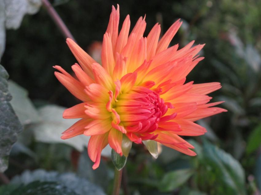 Un dahlia flamboyant