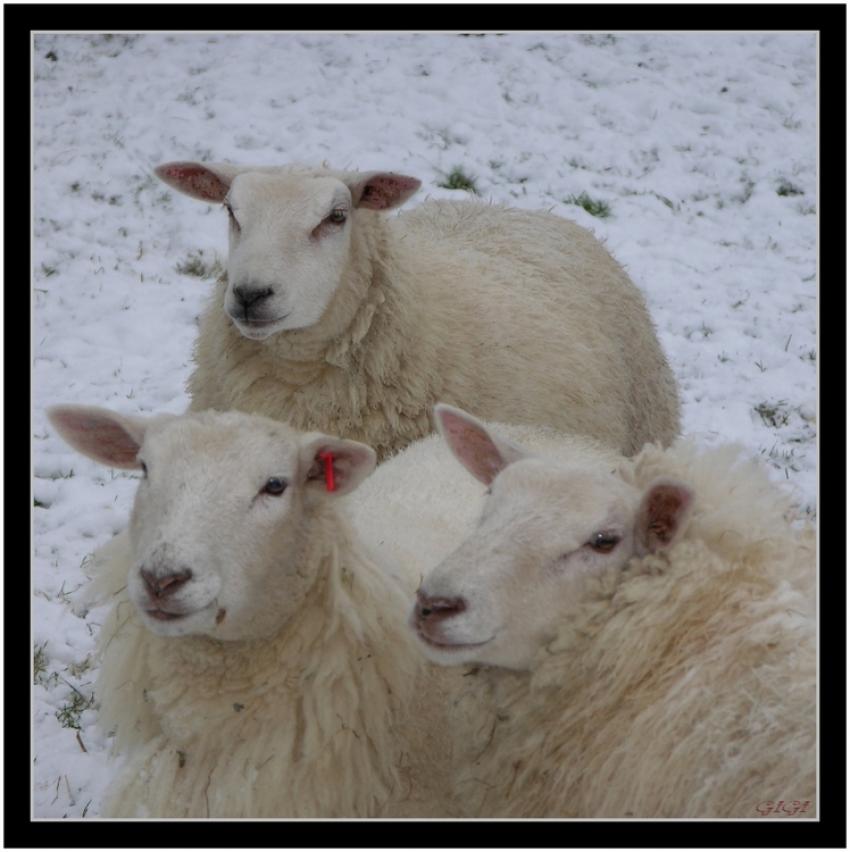 Photo de famille.