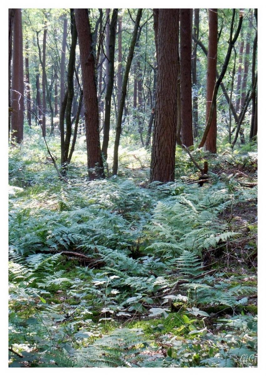 Sous-bois.