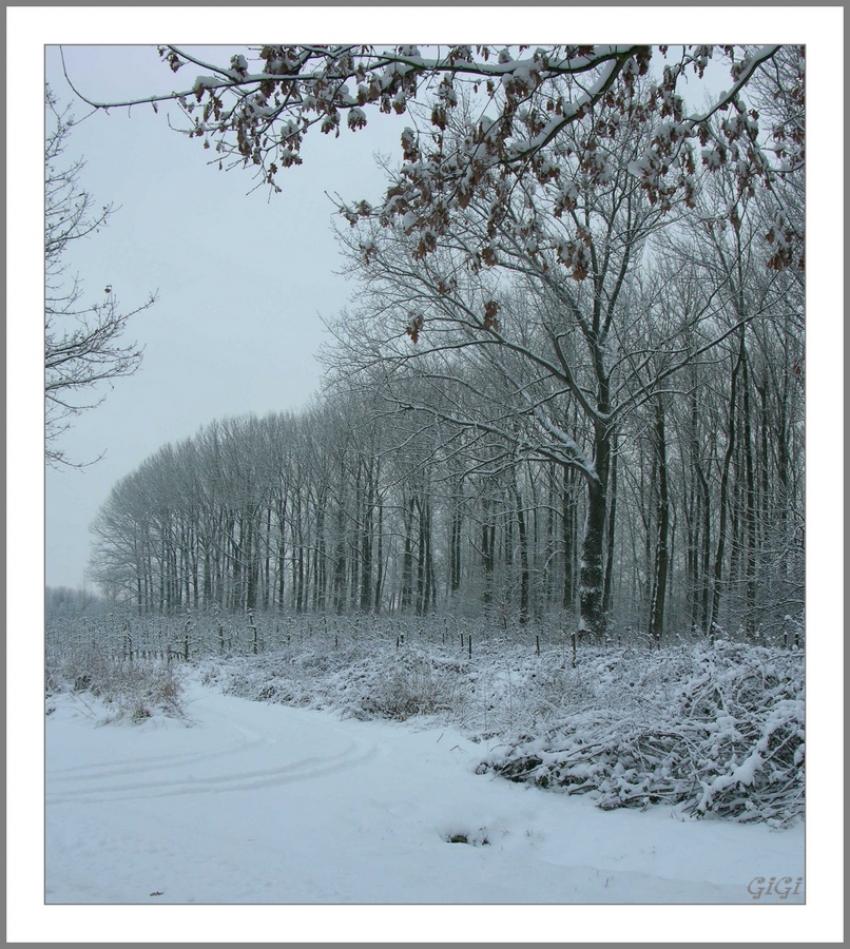 Paysage hivernal.