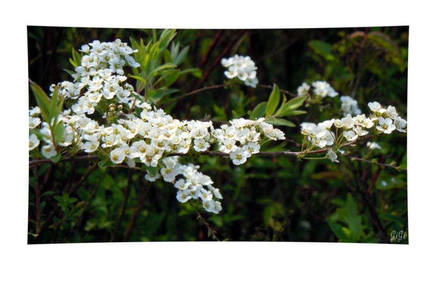 Blancheur.